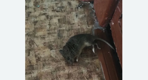 Дезинфекция от мышей в Коньково города Москвы